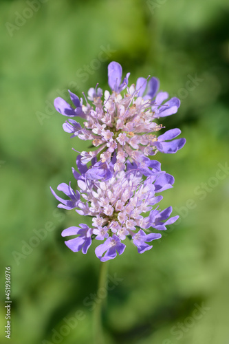 Japanese pincushion flower