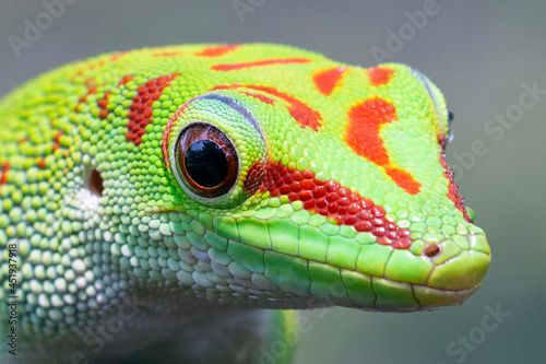 Closeup head of madagascar giant day gecko photo