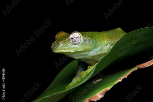 Rhacophorus prominanus or the malayan tree frog closeup on green leaves photo