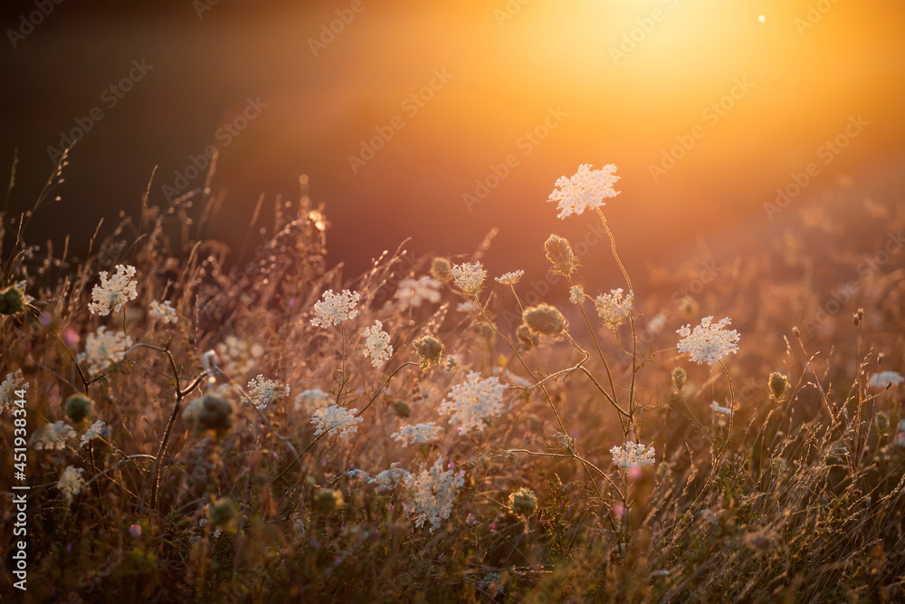 Wild meadow in sunset sunlight background. Summer field background
