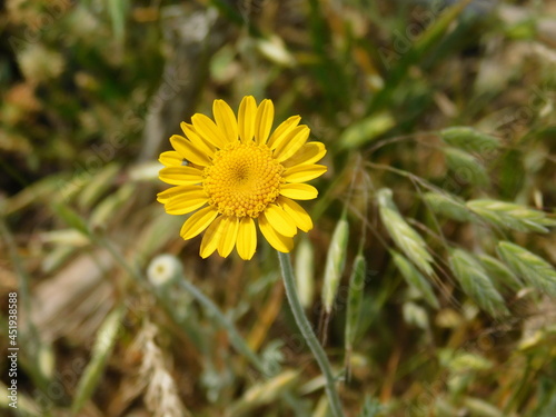 yellow dandelion flower