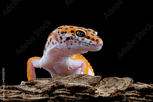 Leaopard gecko closeup head with black background, Tomato gecko closeup head, animal closeup
