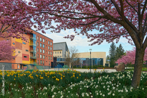 Cherry trees in the center of Kerava near the Paasikivi monument. photo