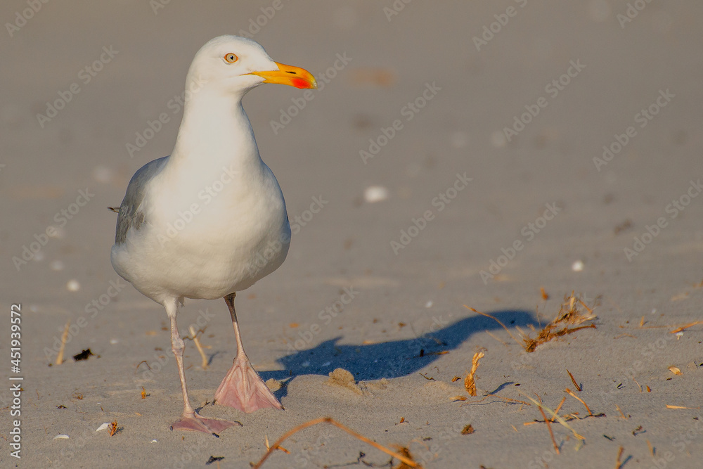 Obraz premium Moewe blickt in die Sonne