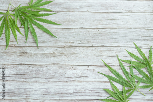 Cannabis leaves on wood table.Marijuana green leaf background. Top view  flat lay.Template or mock up.