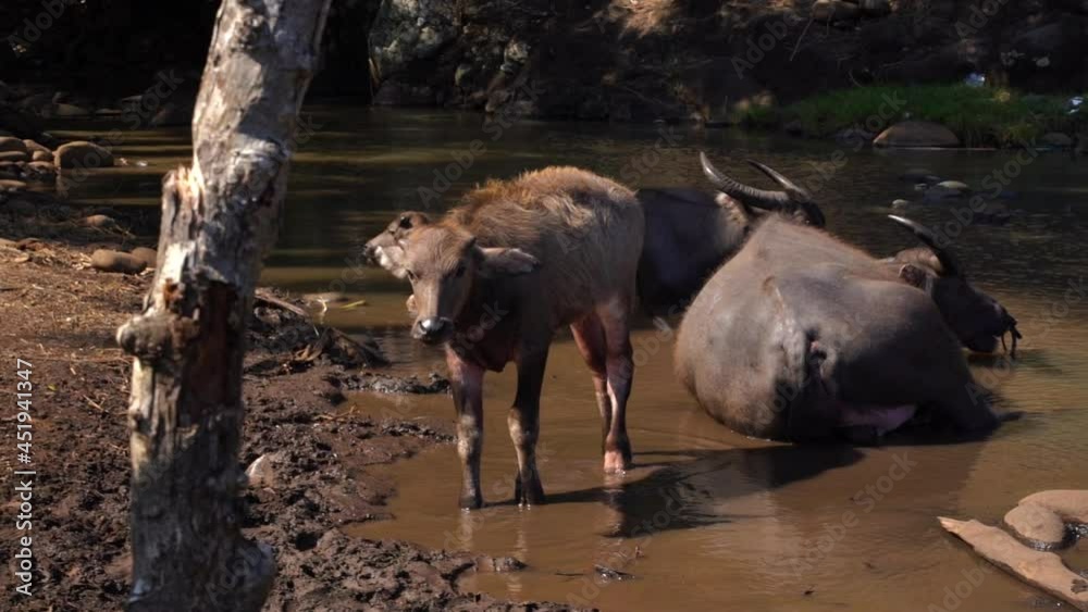 Indonesian Riverine Buffalo And Its Young At Rinca Island In Komodo National Park, Indonesia. - Closeup Indonesian Riverine Buffalo And Its Young At Rinca Island In Komodo National Park, Indonesia. - Closeup
