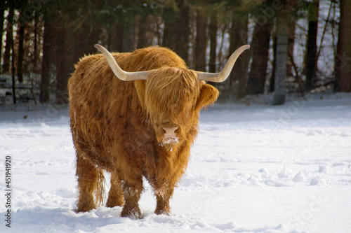 A Scottish Highland Cattle on a snowy meadow.