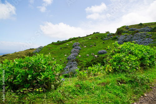 A landscape of black and white milk cows and blue hydrangeas in Sete Citades hike pathway, located in Sao Miguel which is part of Azores Islands on a sunny day photo