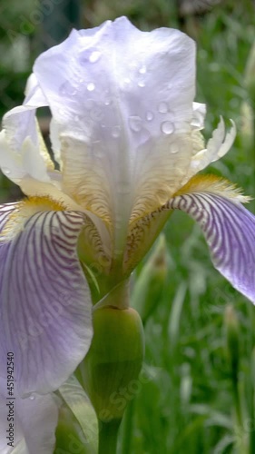 Purple iris flowers with raindrops on petals grow on flower bed or in backyard. Vertical format. photo