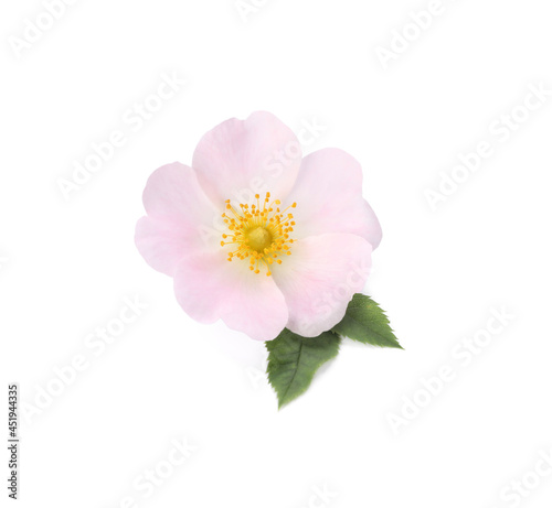 Beautiful rose hip flower with leaves on white background