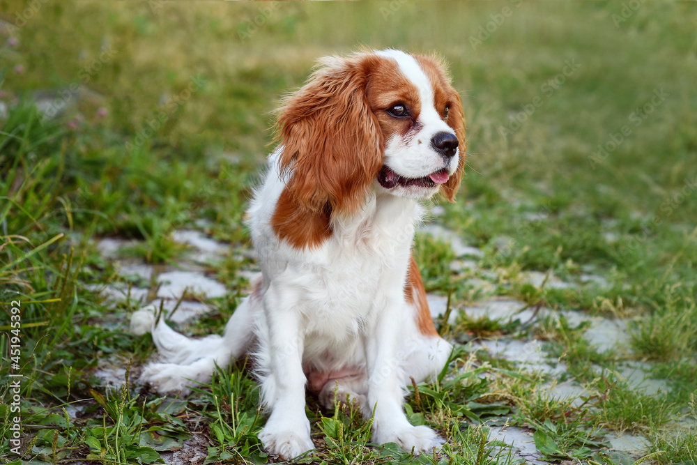Cute cavalier king charles spaniel  is sitting on the lawn. Adorable cute puppy.