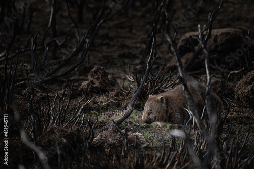 Wombat searching for food after bushfires in Great Lakes, Tasmania, Australia