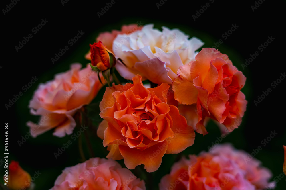 Multicolored roses on a black background Multicolored roses on a black background