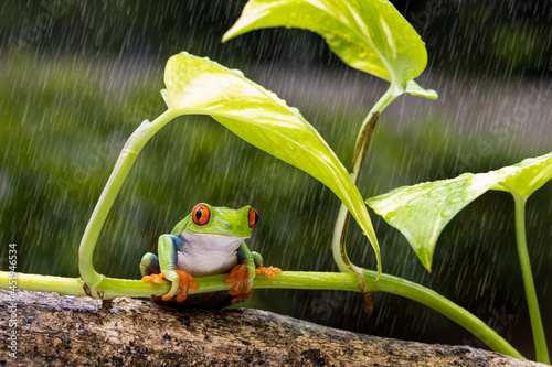 Photography Red Eye tree frog is sitting below the green leaf to avoid rain drop
