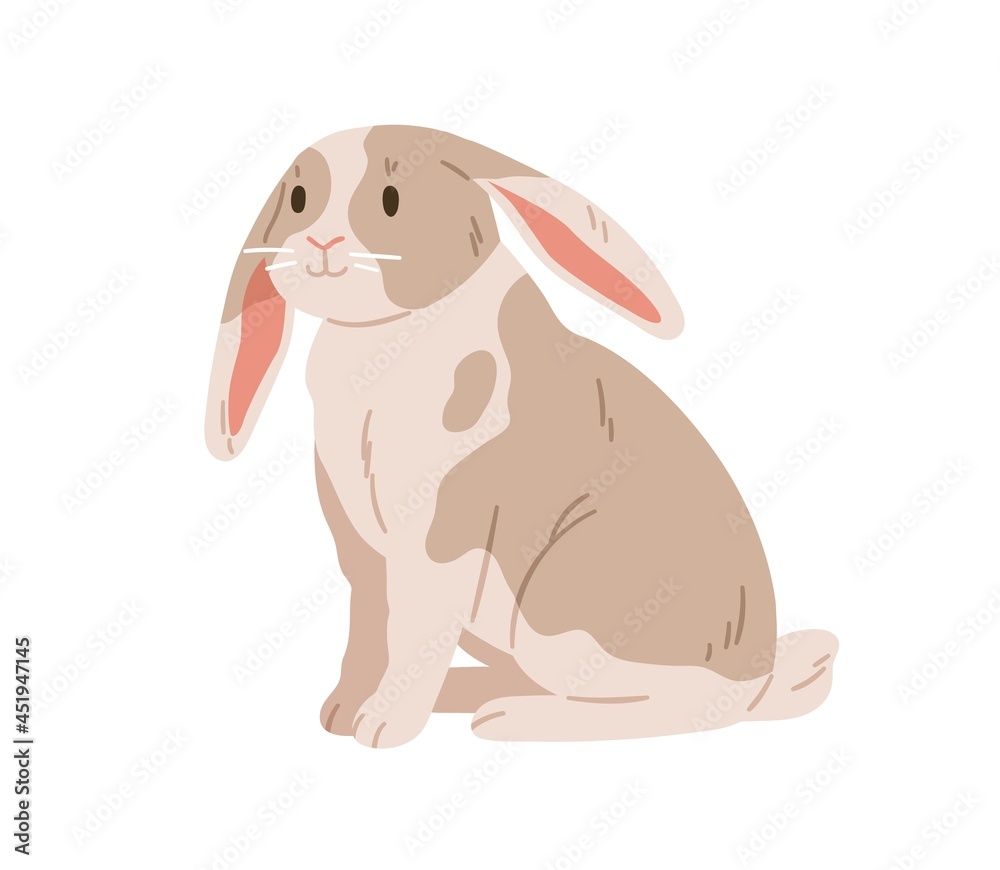 Cute rabbit of English lop breed. Domestic bunny animal with floppy ears. Coney pet with spots. Adorable hare. Realistic flat vector illustration isolated on white background Cute rabbit of English lop breed. Domestic bunny animal with floppy ears. Coney pet with spots. Adorable hare. Realistic flat vector illustration isolated on white background