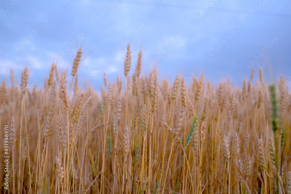 Golden yellow wheat ears in field and blue sky background Golden yellow wheat ears in field and blue sky background