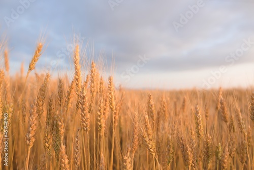Golden yellow wheat ears in field and cloudy sky background