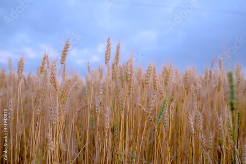 Golden yellow wheat ears in field and blue sky background