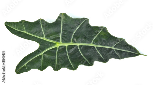 Obraz na plátně Top view of Alocasia sanderiana Bull isolated on white background