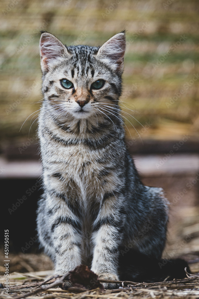 Junge Katze Katzenbaby