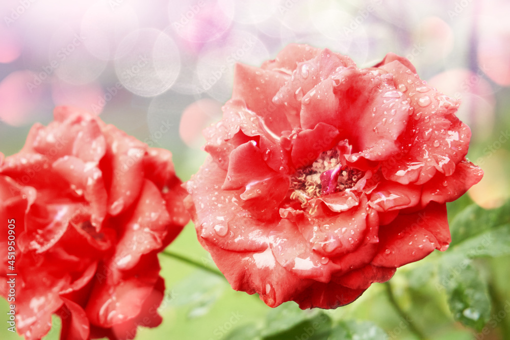 Red roses, soft delicate background. Selective focus. Flowering period of plants, summer flowers. Cultivation of decorative flowers