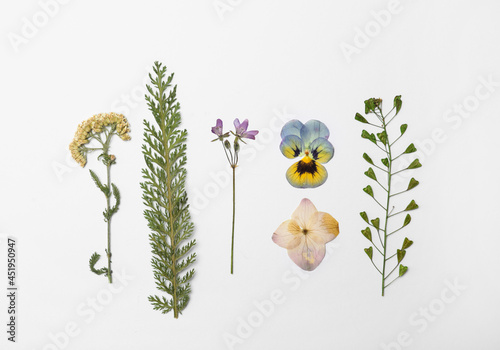 Wild dried meadow flowers on white background, top view
