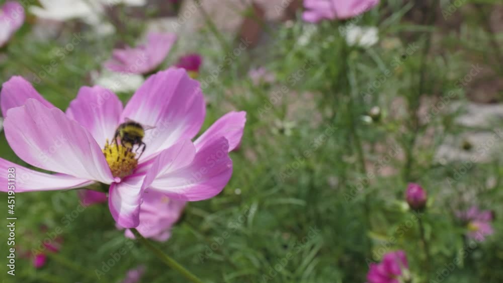 Slow motion close up of a bee pollinating flower petals on a pink cosmos flower with a yellow iris. Slow motion close up of a bee pollinating flower petals on a pink cosmos flower with a yellow iris.