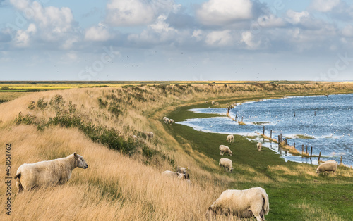 Sheep grazing on the sea dike of the North Sea in Denmark. Wadden Sea in Germany, Denmark and Netherlands is Unesco World heritage. photo