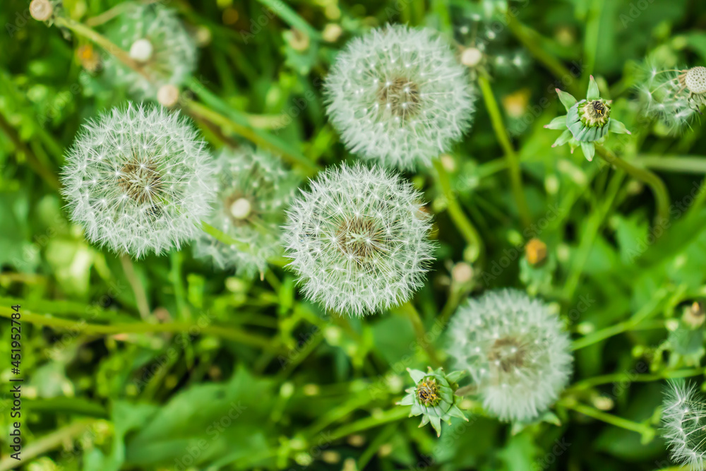 Dandelions in green grass in the shade of trees in nature Dandelions in green grass in the shade of trees in nature