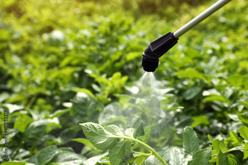 Spraying pesticide onto potato plants outdoors on sunny day photo