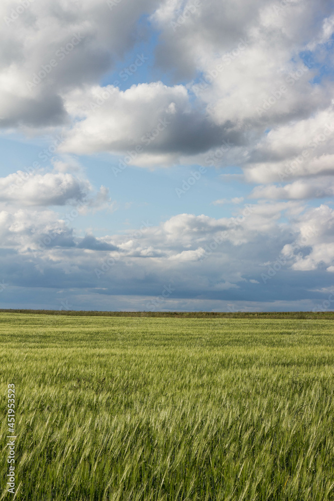 cornfield with clouds and blue sky cornfield with clouds and blue sky