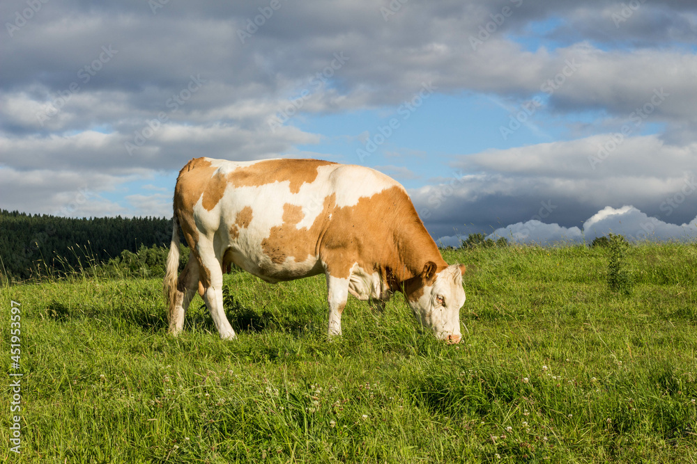 brown and white cow standing on a field with cloudy sky brown and white cow standing on a field with cloudy sky