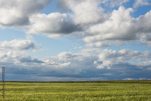 cornfield with clouds and blue sky