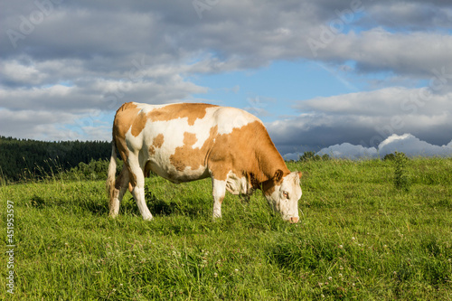 brown and white cow standing on a field with cloudy sky