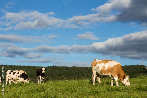 cows standing on a field with blue sky and clouds in sunshine