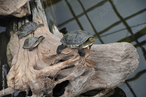 schildkröte wasserschildkröte rotwangenschmuckschildkröte schnappschildkrölte schmuckschildkröte aquarium terrarioum haltung exoten
