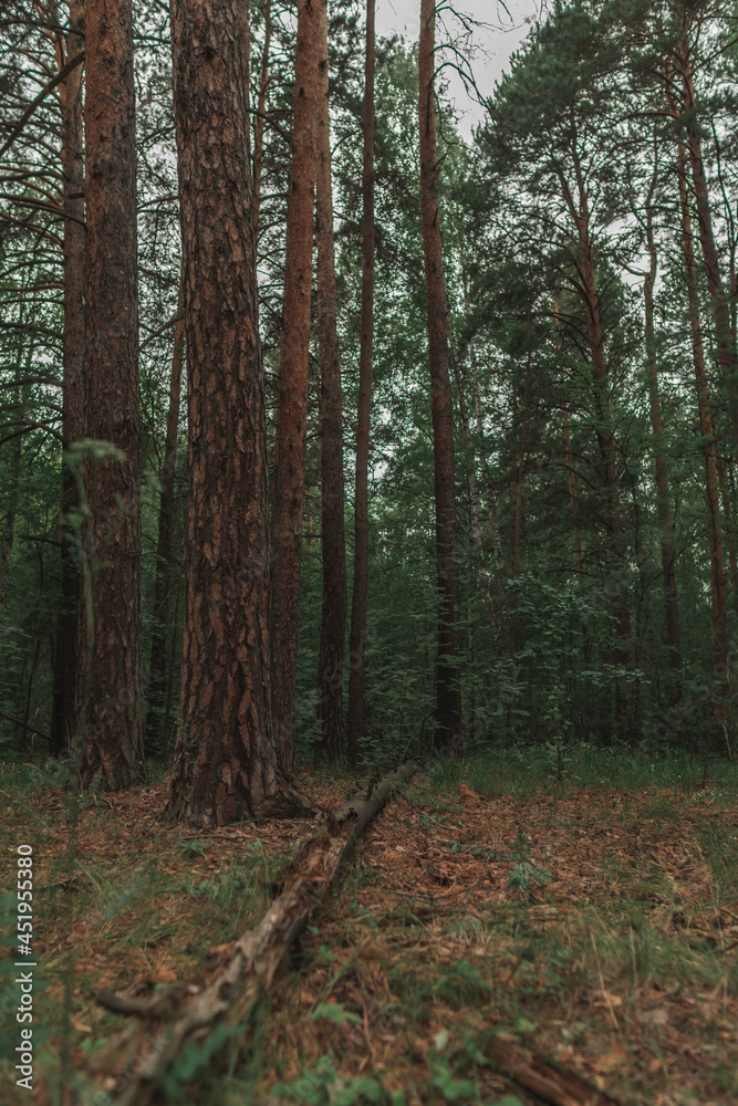 Beautiful forest landscape with pines and a fallen tree, dead wood. The beauty of the Green Forest. Vertical Photo. Beautiful forest landscape with pines and a fallen tree, dead wood. The beauty of the Green Forest. Vertical Photo.