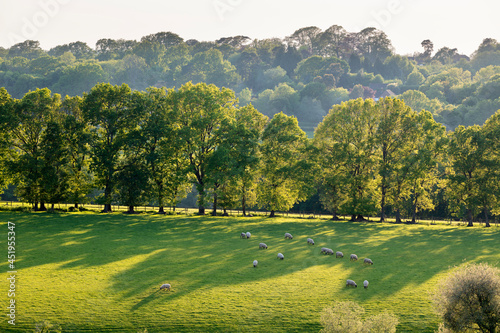Backlit oak trees with sheep grazing on grassy slope, Burwash, High Weald AONB, East Sussex, England, United Kingdom, Europe