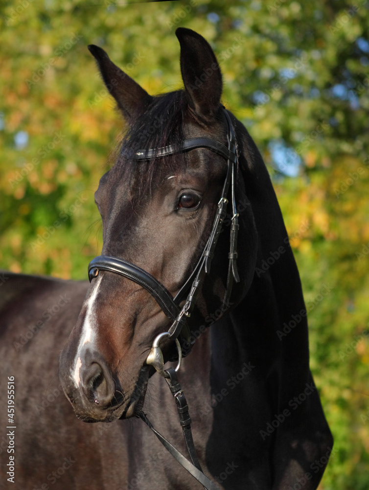 Obraz premium Thoroughbred race horse in nature autumn background