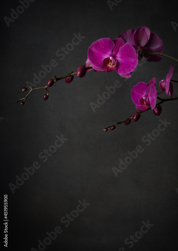 Pink purple orchid on black background
