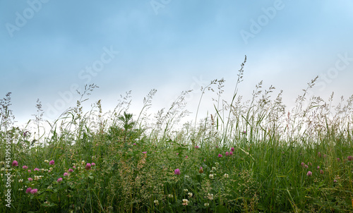 Grass and flowers against the blue sky