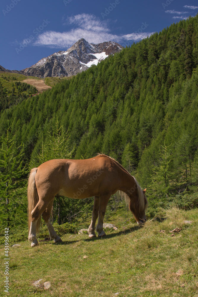Cavallo allo stato brado che bruca l'erba in un pascolo al  bordo di una foresta in montagna con cielo azzurro con nubi nel paesaggio alpino in Val Senales 