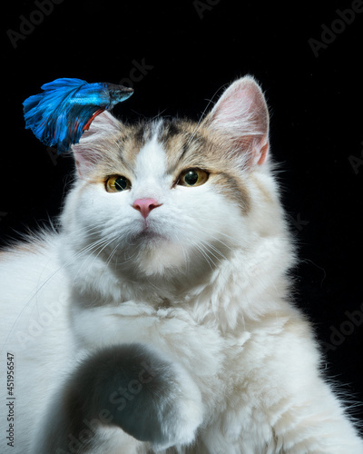 Fluffy white cat with blue beta fish