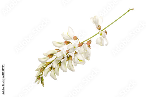 flowers plant acacia isolated on white background photo