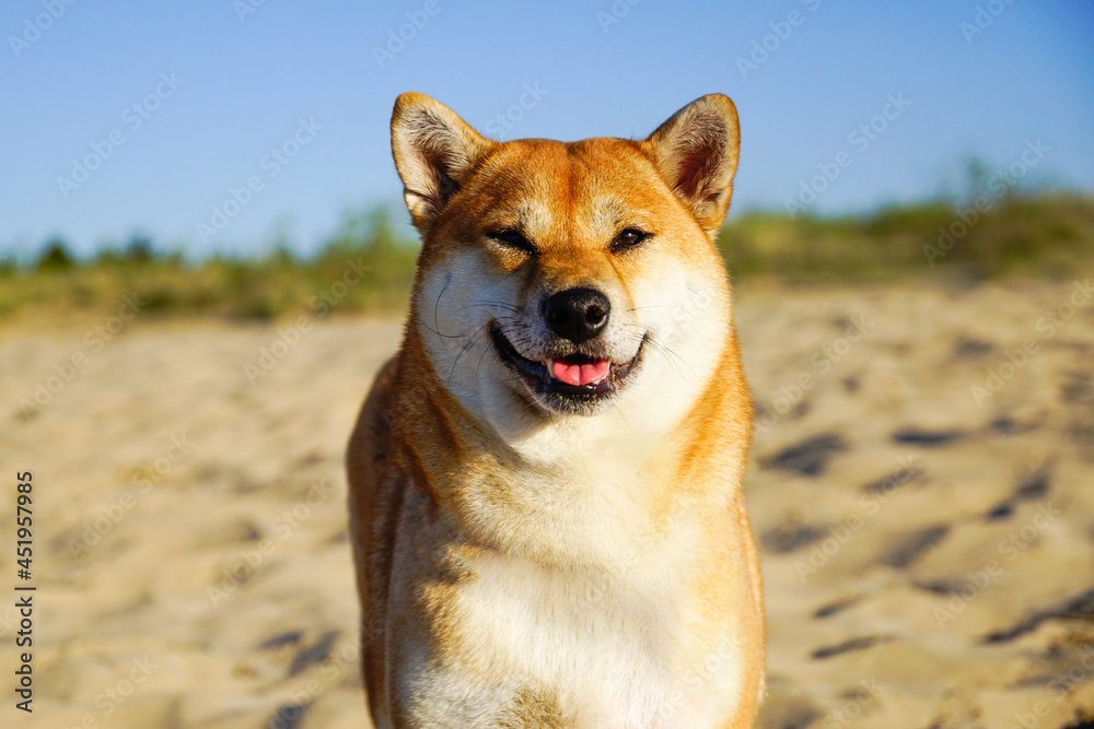 Shiba Inu Shiba Inu