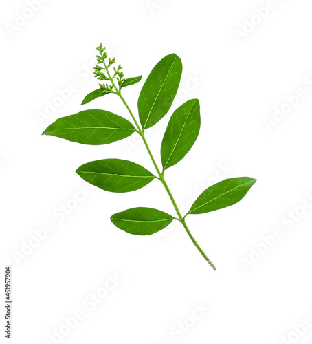 Green ligustrum branch isolated on white background