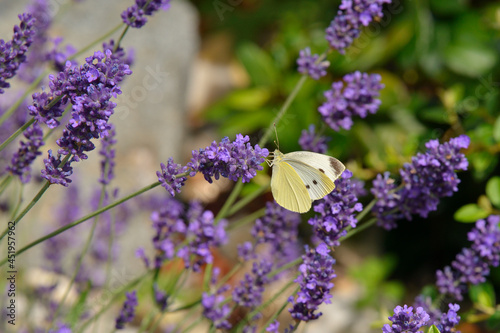 Kleiner Kohlwei  ling  Pieris rapae  am Lavendel