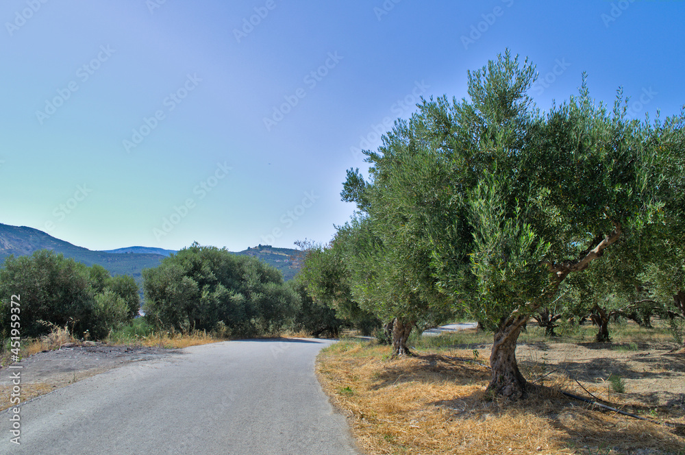 Fields of olive trees and the road between them. Fields of olive trees and the road between them.