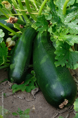 Fresh green zucchini growing in the garden. Farm vegetables ready for harvesting in the organic farm.