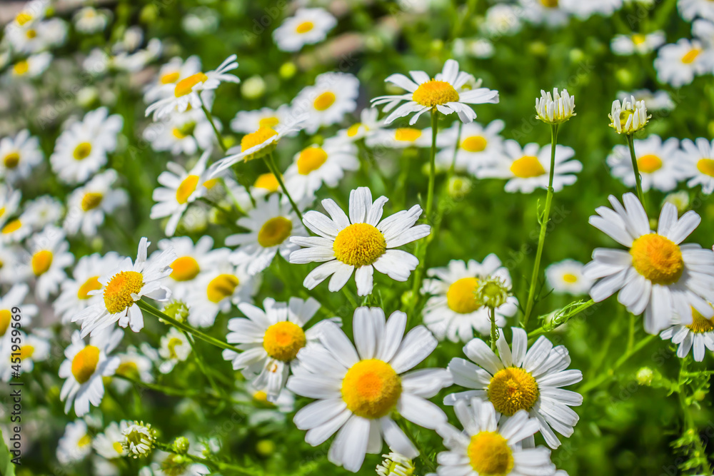 Pharmacy chamomile plant in field as background Pharmacy chamomile plant in field as background